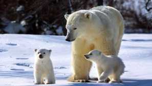 10 Většina starostlivých matek života zvířat