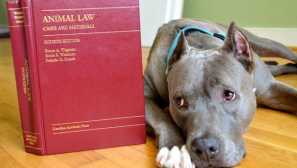 10 Bláznivých zákonů o domácím mazlíčkům, o kterých nikdy neslyšíte