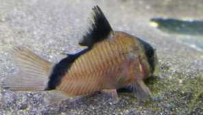 15 Nejlepších typů akvária soms