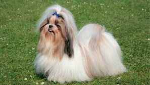 10 Laskavých plemen psů na světě