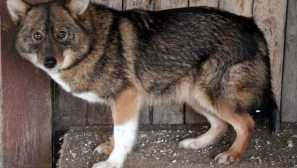 5 Plemen psů, které jsou odvozeny z domácího mazlíčka a divoké šelmy