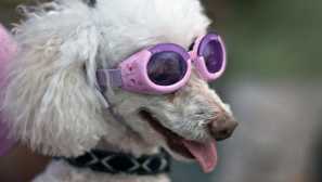 5 Nejpodivnějšího zboží pro psy, které nemají rádi domácí zvířata