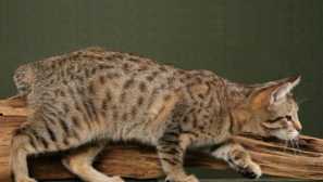 7 Domácí kočky, podobné ryby, leopardi a další divoké kolegy