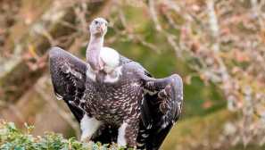 Africký sip nebo gry ruppel