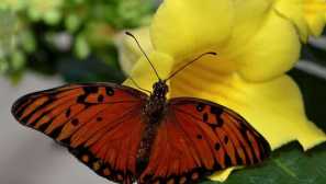 Agraular vanilování