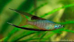 Akvarijní ryby iriaterina werner