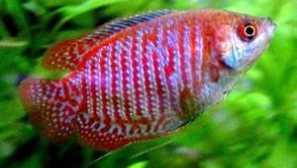 Akvarijní ryby lyalius: popis, obsah a péče, fotografie