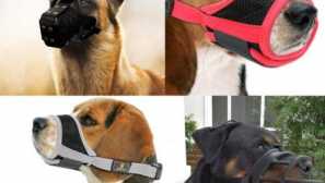 Aliexpress pro psy: doporučujeme nákup čenichu