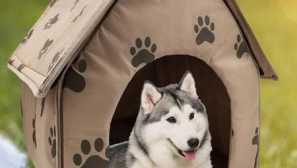 Aliexpress pro zvířata: dům psí