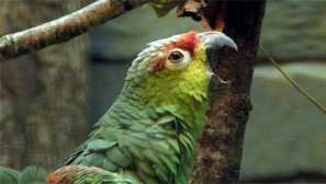 Amazon zara - pet s dětskou inteligencí