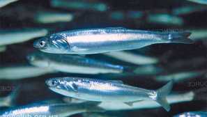 Kotevní peruánština