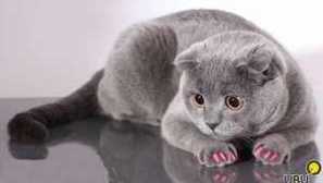 Anticrafts pro kočky: potřebujete své kočičí překrytí na drápech?