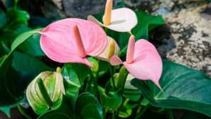 Anthurium