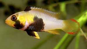 Apistogramma panduro apistrogramma