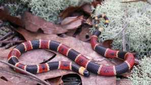 Aspid harlequin coral