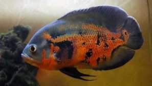 Astronotus tygří oko - obsah, péče, kompatibilita