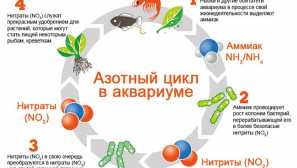 Nitrický cyklus v akváriu
