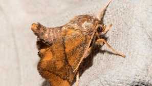 Hudební motýl nebo trhat obyčejný