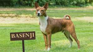Basenji - větší pes s africkými kořeny