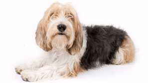 Basset griffon (malý) - mesat francouzština s tvrdohlavý charakter