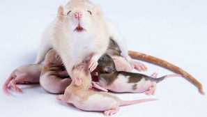 Těhotná krysa: veškeré informace o školce cub, doporučení pro péči o rodiny
