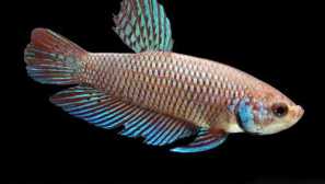 Betta smaragdový nebo zelený kohout (betta smaragdina)