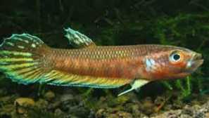 Betta picta, peushok yavansky (betta picta)