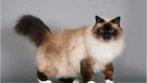 Barmská kočka: cena, popis plemene, fotky