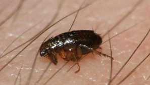 Bloch human: bites a deleance