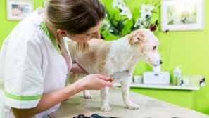 Blooki ve psech - symptomy, léčba