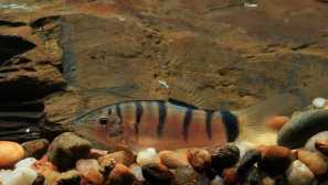 Morlet botties (botia morleti): popis, obsah, fotografie, video.