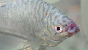 Lidská onemocnění: příčiny, onemocnění, prevence, fotografie, video.