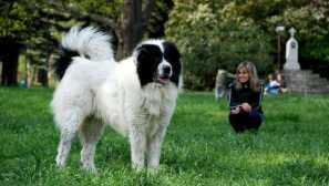 Bulharský ovčák: původ plemene a povahy psa