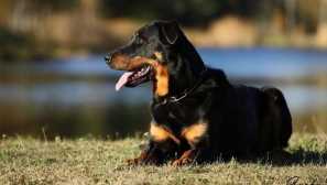 Boseron: historie plemene a povahy psa