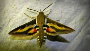 Brushnik podmarenniková