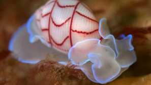 Bully-legged mollusk bullina lineeata