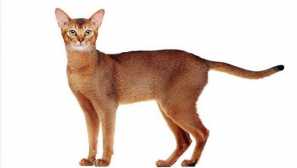 Chausi: popis plemene a péče