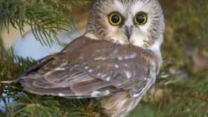 Než sova se liší od filinu, pokud je to jedna rodina