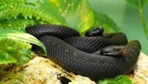 Černá mamba - afričan snake vrah