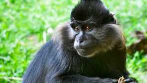 Černé manncobes nebo chocholatý mangoby