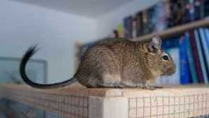 Chilský protein dgu. Péče a údržba doma