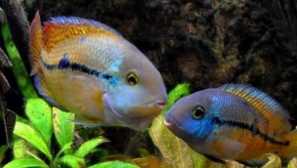 Cikhlasoma nikaraguan obsah a péče