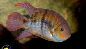 Cychlasome sadzhik obsah a péče