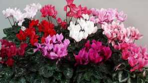 Cyclamen: obsah.popis, reprodukce, zobrazení, fotky, video, konev