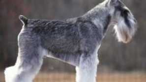 Miniaturní schnauer: charakteristika plemen, kladů a nevýhod, péče a obsahu