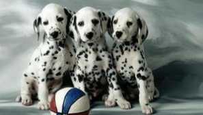 Dalmatians: rysy plemene a cenu štěňátek