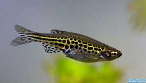 Danio tinvini: popis, obsah, jídlo.
