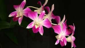 Dendrobium: popis, chov, péče, škůdce, obsah, fotografie, video