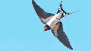 Rustikální polykat