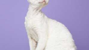 Devon rex: popisy plemene, péče a obsah